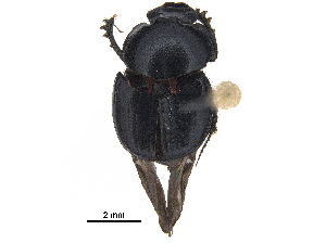  ( - BIOUG28574-G12)  @11 [ ] CreativeCommons - Attribution (2018) CBG Photography Group Centre for Biodiversity Genomics