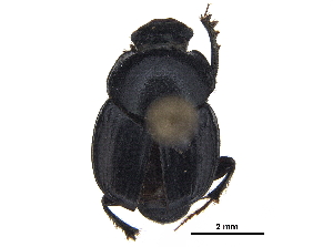  ( - BIOUG28574-H01)  @11 [ ] CreativeCommons - Attribution (2018) CBG Photography Group Centre for Biodiversity Genomics