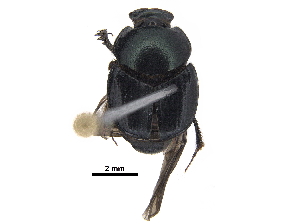  ( - BIOUG28574-H03)  @11 [ ] CreativeCommons - Attribution (2018) CBG Photography Group Centre for Biodiversity Genomics