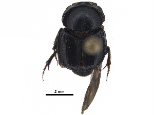  ( - BIOUG28574-H05)  @11 [ ] CreativeCommons - Attribution (2018) CBG Photography Group Centre for Biodiversity Genomics