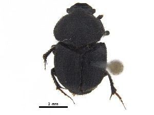  ( - BIOUG28575-C10)  @11 [ ] CreativeCommons - Attribution (2018) CBG Photography Group Centre for Biodiversity Genomics