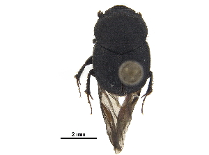  ( - BIOUG28575-C11)  @11 [ ] CreativeCommons - Attribution (2018) CBG Photography Group Centre for Biodiversity Genomics