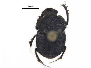  ( - BIOUG28575-C12)  @11 [ ] CreativeCommons - Attribution (2018) CBG Photography Group Centre for Biodiversity Genomics