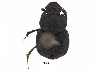  ( - BIOUG28575-D01)  @11 [ ] CreativeCommons - Attribution (2018) CBG Photography Group Centre for Biodiversity Genomics