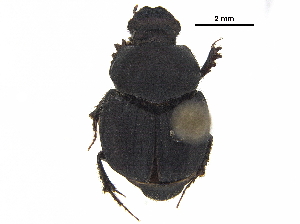  ( - BIOUG28575-D02)  @11 [ ] CreativeCommons - Attribution (2018) CBG Photography Group Centre for Biodiversity Genomics