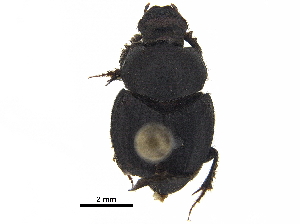  ( - BIOUG28575-D04)  @11 [ ] CreativeCommons - Attribution (2018) CBG Photography Group Centre for Biodiversity Genomics