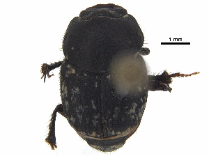  ( - BIOUG28575-D05)  @11 [ ] CreativeCommons - Attribution (2018) CBG Photography Group Centre for Biodiversity Genomics