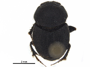  ( - BIOUG28575-D06)  @11 [ ] CreativeCommons - Attribution (2018) CBG Photography Group Centre for Biodiversity Genomics
