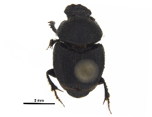  ( - BIOUG28575-D07)  @11 [ ] CreativeCommons - Attribution (2018) CBG Photography Group Centre for Biodiversity Genomics