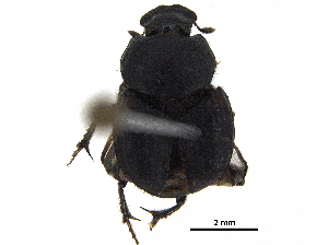  ( - BIOUG28575-G02)  @11 [ ] CreativeCommons - Attribution (2018) CBG Photography Group Centre for Biodiversity Genomics