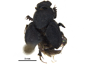  ( - BIOUG28575-G03)  @11 [ ] CreativeCommons - Attribution (2018) CBG Photography Group Centre for Biodiversity Genomics