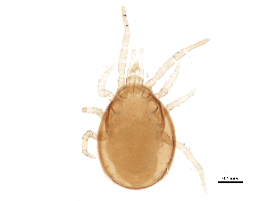  (Arrenoseius lecanis - BIOUG10330-A10)  @14 [ ] CreativeCommons - Attribution (2014) CBG Photography Group Centre for Biodiversity Genomics