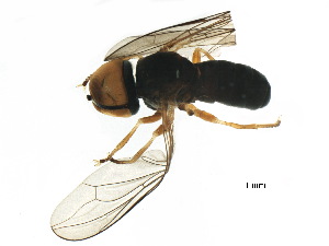  ( - BIOUG10366-E06)  @13 [ ] CreativeCommons - Attribution (2017) CBG Photography Group Centre for Biodiversity Genomics