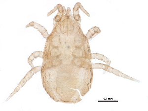  (Typhlodromus sp. JCS27 - BIOUG10499-A05)  @14 [ ] CreativeCommons - Attribution (2014) CBG Photography Group Centre for Biodiversity Genomics