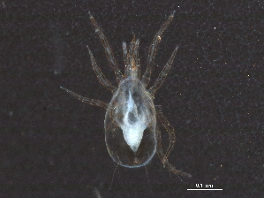  (Amblyseius sp. JCS19 - BIOUG10855-B04)  @14 [ ] CreativeCommons - Attribution (2014) CBG Photography Group Centre for Biodiversity Genomics