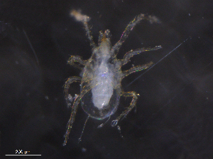  ( - BIOUG11089-C12)  @11 [ ] CreativeCommons - Attribution (2019) CBG Photography Group Centre for Biodiversity Genomics