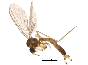  ( - BIOUG10047-B08)  @14 [ ] CreativeCommons - Attribution (2015) CBG Photography Group Centre for Biodiversity Genomics