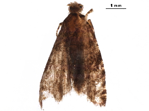  ( - BIOUG10121-B09)  @11 [ ] CreativeCommons - Attribution (2018) CBG Photography Group Centre for Biodiversity Genomics