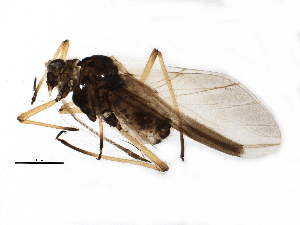  (Cinara hottesi - BIOUG10563-C06)  @13 [ ] CreativeCommons - Attribution (2014) CBG Photography Group Centre for Biodiversity Genomics