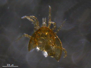  ( - BIOUG10747-D07)  @11 [ ] CreativeCommons - Attribution (2019) CBG Photography Group Centre for Biodiversity Genomics