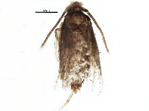  ( - BIOUG11269-B02)  @12 [ ] CreativeCommons - Attribution (2015) CBG Photography Group Centre for Biodiversity Genomics