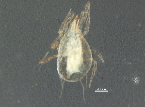  (Amblyseius sp. JCS06 - BIOUG11270-E07)  @12 [ ] CreativeCommons - Attribution (2014) CBG Photography Group Centre for Biodiversity Genomics