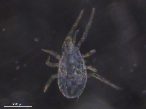  ( - BIOUG11574-G01)  @11 [ ] CreativeCommons - Attribution (2019) CBG Photography Group Centre for Biodiversity Genomics
