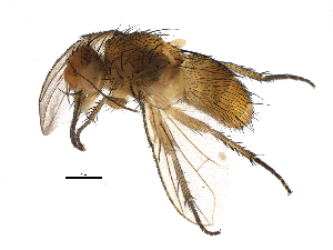  (Ceromya palloris - BIOUG11709-G11)  @14 [ ] CreativeCommons - Attribution (2014) CBG Photography Group Centre for Biodiversity Genomics