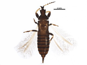  (Hoplothrips karnyi - BIOUG11776-D11)  @15 [ ] CreativeCommons - Attribution (2015) CBG Photography Group Centre for Biodiversity Genomics