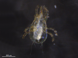  ( - BIOUG11777-G03)  @11 [ ] CreativeCommons - Attribution (2019) CBG Photography Group Centre for Biodiversity Genomics