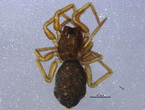  (Neodietrichia hesperia - BIOUG12782-D02)  @13 [ ] CreativeCommons - Attribution (2014) CBG Photography Group Centre for Biodiversity Genomics