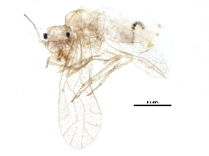  ( - BIOUG14153-H10)  @13 [ ] CreativeCommons - Attribution (2014) CBG Photography Group Centre for Biodiversity Genomics