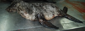  ( - CNP-MM-36)  @11 [ ] Copyright (2012) Enrique A Crespo Marine Mammal Lab- CENPAT-CONICET