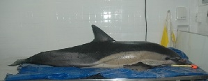  ( - CNP-MM-10)  @11 [ ] Copyright (2012) Enrique A Crespo Marine Mammal Lab- CENPAT-CONICET