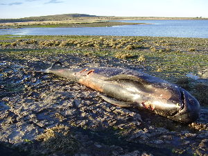  ( - CNP-MM-12)  @11 [ ] Copyright (2012) Enrique A Crespo Marine Mammal Lab- CENPAT-CONICET