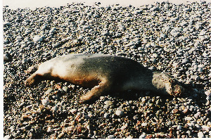  ( - CNP-MM-34)  @11 [ ] Copyright (2012) Enrique A Crespo Marine Mammal Lab- CENPAT-CONICET