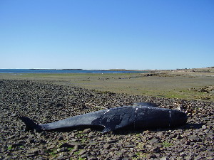  ( - CNP-MM-64)  @11 [ ] Copyright (2012) Enrique A Crespo Marine Mammal Lab- CENPAT-CONICET