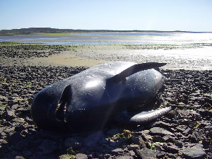  ( - CNP-MM-65)  @11 [ ] Copyright (2012) Enrique A Crespo Marine Mammal Lab- CENPAT-CONICET