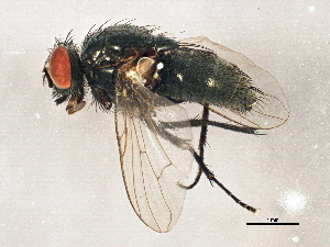  ( - BIOUG02963-C10)  @13 [ ] CreativeCommons - Attribution (2013) CBG Photography Group Centre for Biodiversity Genomics