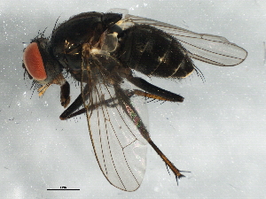  ( - BIOUG02954-G06)  @13 [ ] CreativeCommons - Attribution (2013) CBG Photography Group Centre for Biodiversity Genomics