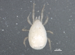  (Typhlodromips sp. JCS05 - BIOUG03993-H01)  @13 [ ] CreativeCommons - Attribution (2012) CBG Photography Group Centre for Biodiversity Genomics