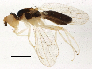  (Psila lateralis - BIOUG03039-H08)  @14 [ ] CreativeCommons - Attribution (2013) CBG Photography Group Centre for Biodiversity Genomics