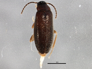  ( - BIOUG03065-H07)  @13 [ ] CreativeCommons - Attribution (2013) CBG Photography Group Centre for Biodiversity Genomics