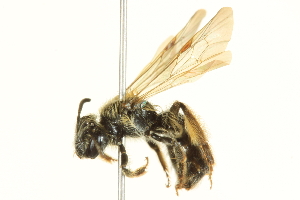  (Andrena platyparia - BIOUG03033-D06)  @13 [ ] CC-0 (2013) CBG Photography Group Centre for Biodiversity Genomics