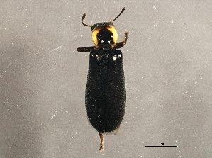  (Placopterus - BIOUG02913-F09)  @13 [ ] CreativeCommons - Attribution (2013) CBG Photography Group Centre for Biodiversity Genomics