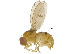  (Drosophila tripunctata - BIOUG03345-E04)  @16 [ ] CreativeCommons - Attribution (2012) CBG Photography Group Centre for Biodiversity Genomics