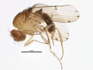  (Drosophila palustris - BIOUG03437-B07)  @14 [ ] CreativeCommons - Attribution (2013) CBG Photography Group Centre for Biodiversity Genomics