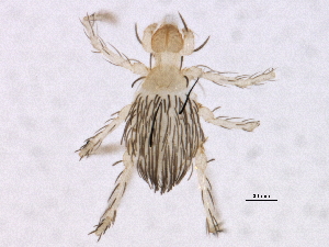  (Abrolophinae - BIOUG03992-B05)  @15 [ ] CreativeCommons - Attribution (2012) CBG Photography Group Centre for Biodiversity Genomics