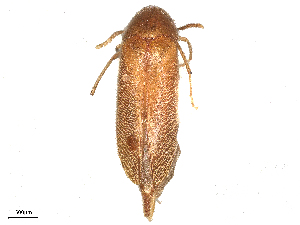  ( - BIOUG03260-H10)  @11 [ ] CreativeCommons - Attribution Share - Alike (2025) CBG Photography Group Centre for Biodiversity Genomics