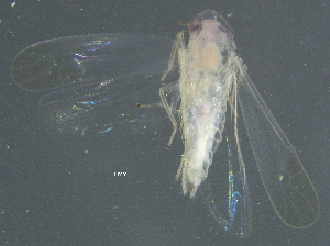  (Hebata vincula - BIOUG03439-H06)  @14 [ ] CreativeCommons - Attribution (2012) CBG Photography Group Centre for Biodiversity Genomics